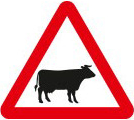 Cattle